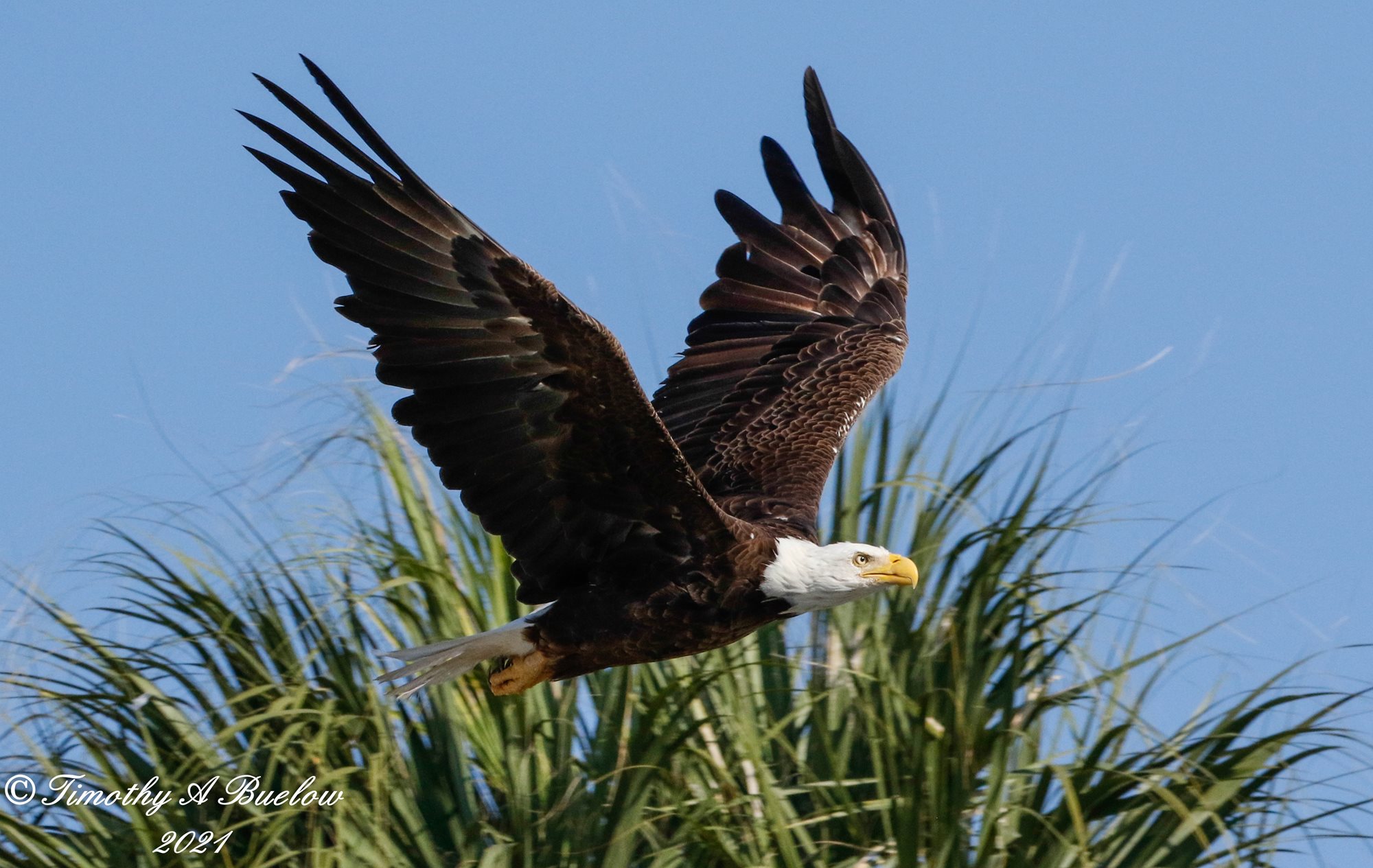 Bald_Eagle-33_(003)