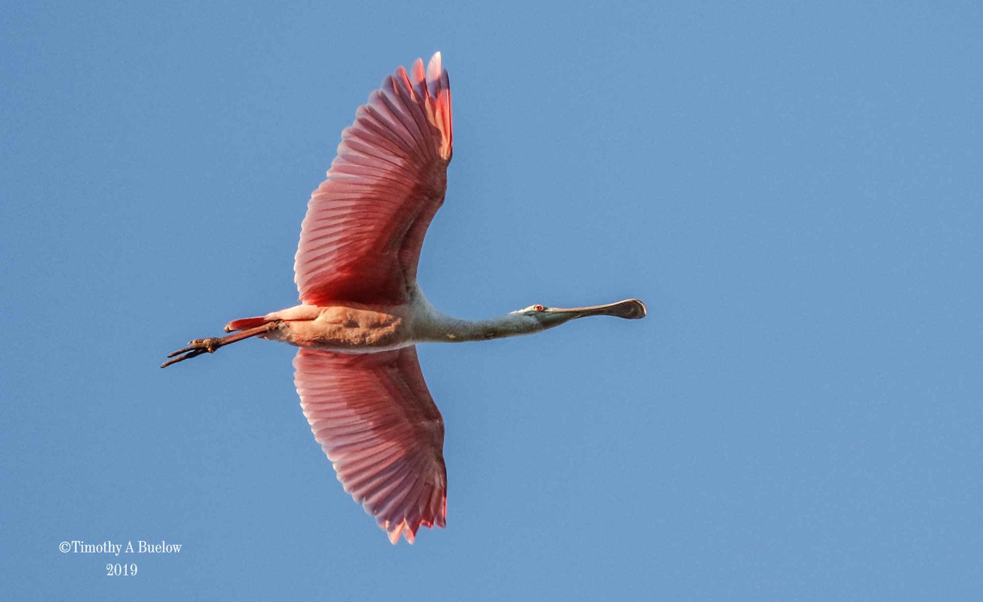 Roseate_Spoonbill-22